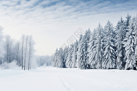冬日的森林雪景高清图片