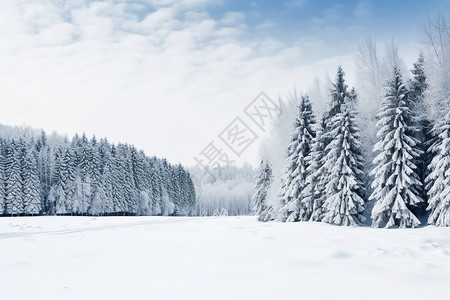 冬日松树冬日的雪景背景