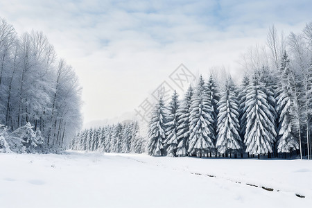 冬日树林中的雪景背景图片