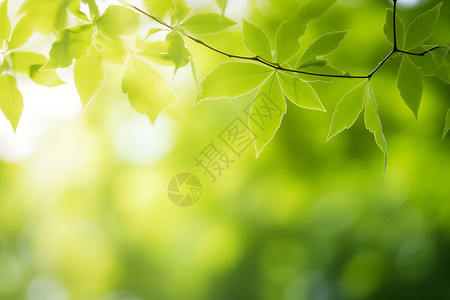 太阳叶子边框绿色的自然艺术背景