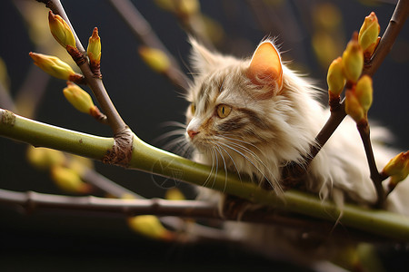 猫在柳树上可爱猫柳高清图片