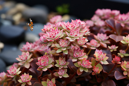 蝴蝶恋花背景