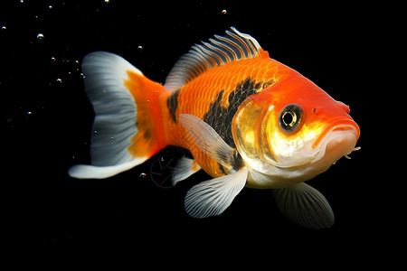 鱼缸中游动的金鱼背景图片