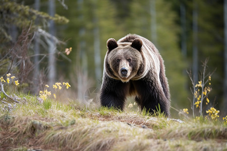 走路的野生棕熊背景图片
