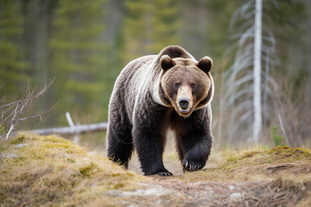 森林里行走的棕熊背景图片