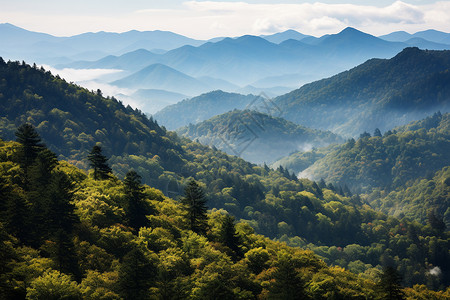 树林航拍山脉与森林的风景背景