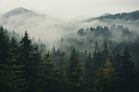 迷雾山林山林中的迷雾背景
