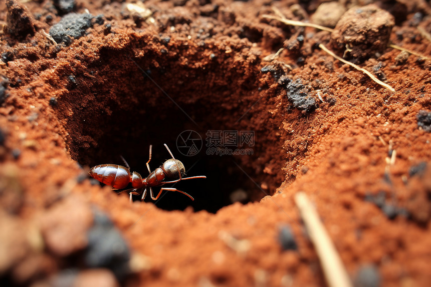 蚂蚁的洞穴图片