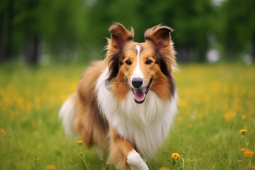 快乐玩耍的牧羊犬图片