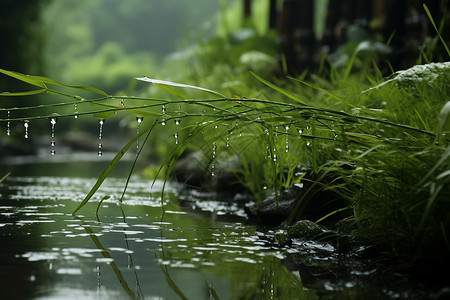 下雨小草雨中的河边植物背景