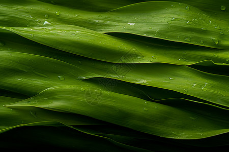 绿叶上的水珠背景图片