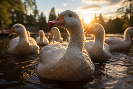 一群鸭子夕阳下一群漂浮的鸭子背景