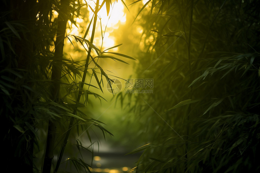 竹林中的河流图片
