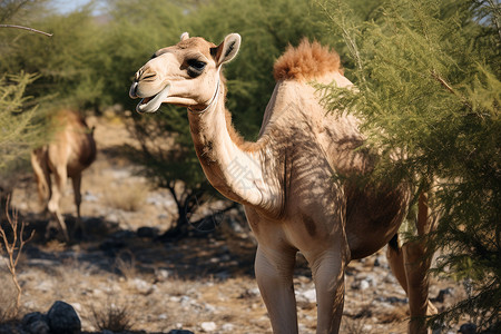 戈壁荒漠荒漠中的骆驼背景