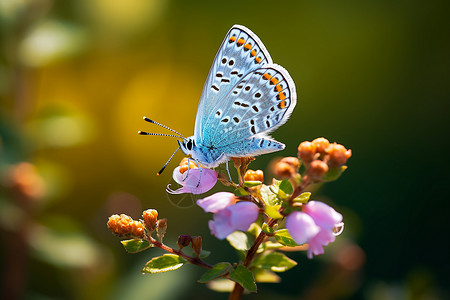 花粉传播美丽的蝴蝶采集花粉背景