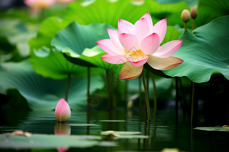 美丽荷花灯池塘中粉色花朵背景
