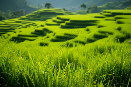 龙脊梯田背景图片