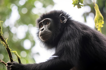 黑猩猩在树上背景图片