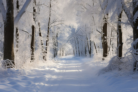 冬日粉雪中的奇幻林径背景图片