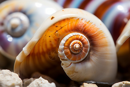 蜗牛在海边软体动物蜗牛高清图片