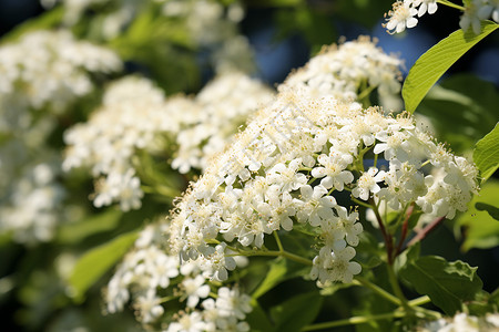 清新自然的白色花朵背景图片