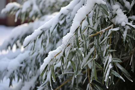 雪中奇境的杉树高清图片