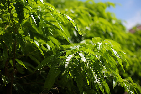 夏季绿叶丛林的美丽景观背景图片