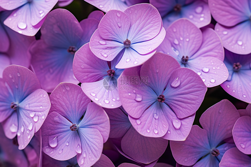 绚丽绽放的紫色绣球花图片