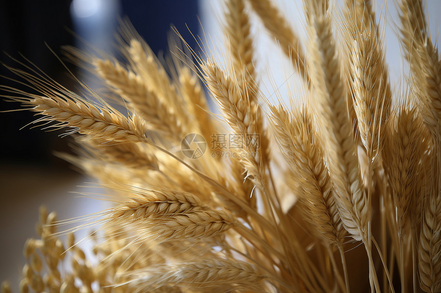丰收的小麦作物图片