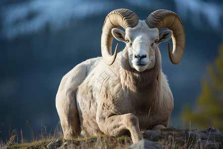 野生大角羊动物背景