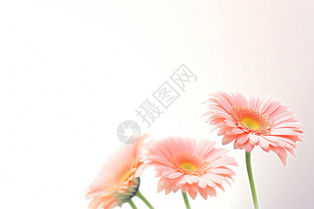 清新雅致的鲜花背景图片