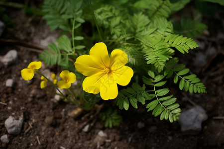 土壤中的花朵背景图片