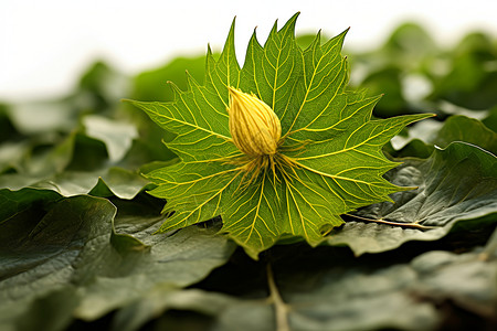 绿叶上的黄色花心背景图片