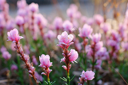 盛放的粉色花朵高清图片