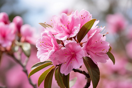 春日里阳光下的色花朵背景图片
