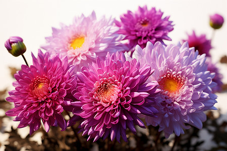 桌子上一束紫色的花朵背景图片