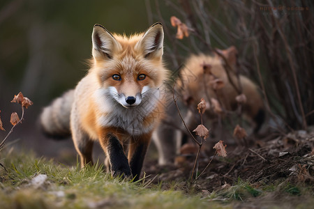 户外野生的狐狸背景图片