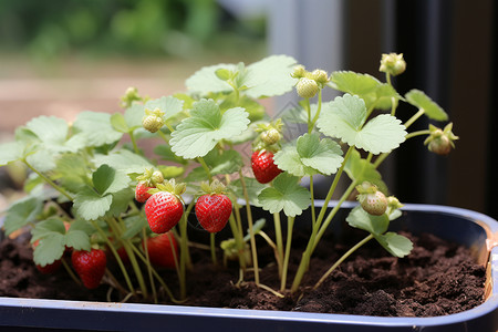 一盆草莓苗一盆水果高清图片