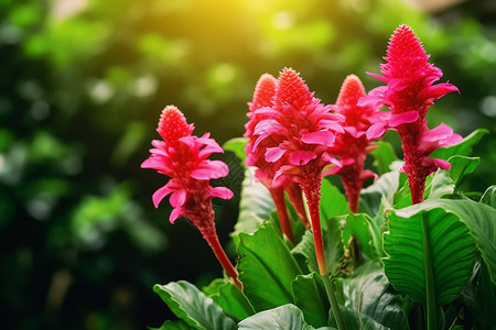 一株红花植物背景图片