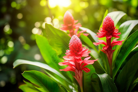 丛林中一株红花植物背景图片