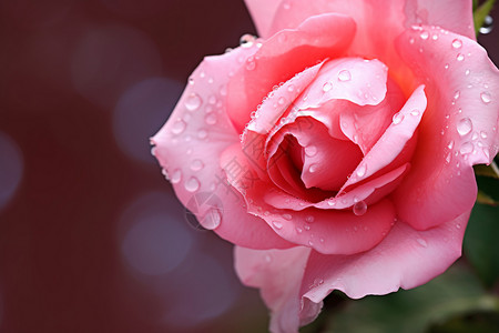 水滴在粉色玫瑰上背景图片