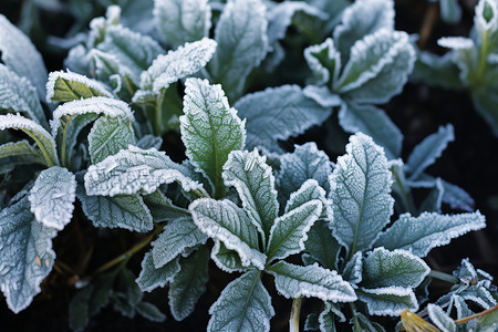 霜冻雪人冰霜中的植物背景