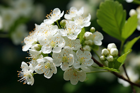 夏日的白花与绿叶背景图片