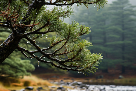 红针松树松树上的雨滴背景