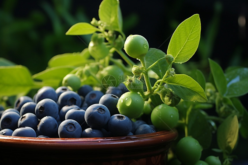 健康多汁的蓝莓图片