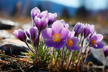 紫色花朵的绽放背景图片