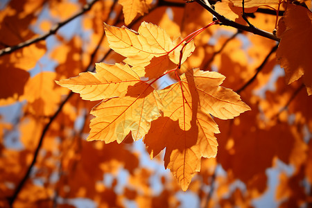 秋天金黄的树叶背景图片