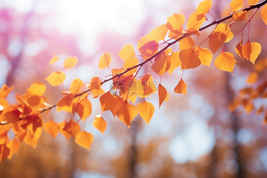 秋日林间的黄叶美景图片