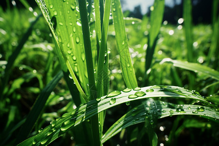 绿色青草绿色草叶上的水滴背景