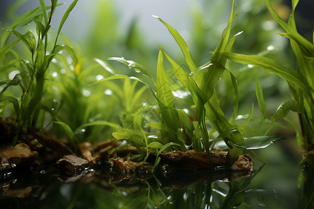 水生植物素材青草与清水背景